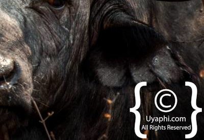 Buffalo Photos in the Kruger