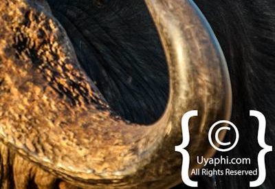 Buffalo Photos in the Kruger