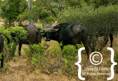 Buffalo Photos in the Kruger
