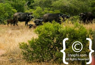 Buffalo Photos in the Kruger