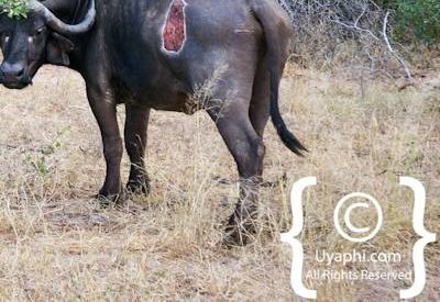 Buffalo Photos in the Kruger
