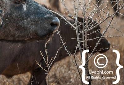 Kruger Park Buffalo Photo Gallery