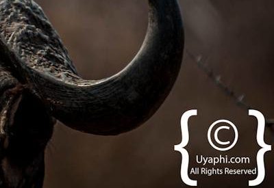 Kruger Park Buffalo Photo Gallery