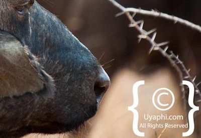 Kruger Park Buffalo Photo Gallery