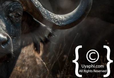 Kruger Park Buffalo Photo Gallery