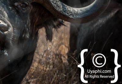 Kruger Park Buffalo Photo Gallery