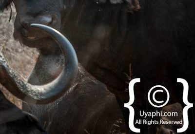 Kruger Park Buffalo Photo Gallery