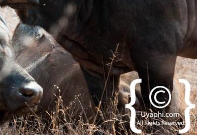 Kruger Park Buffalo Photo Gallery