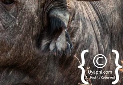 Buffalo Photos in the Kruger