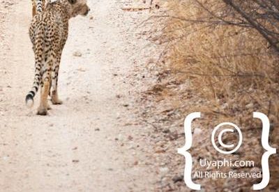 Kruger Park Cheetah Photo Gallery