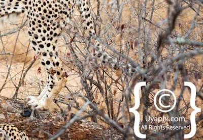 Cheetah Photos in the Kruger