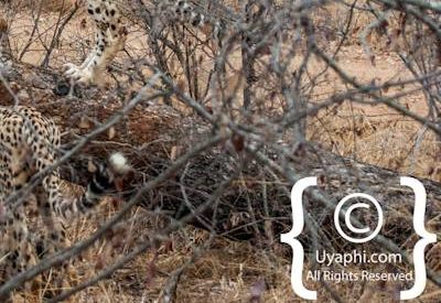 Cheetah Photos in the Kruger