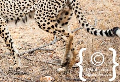 Cheetah Photos in the Kruger