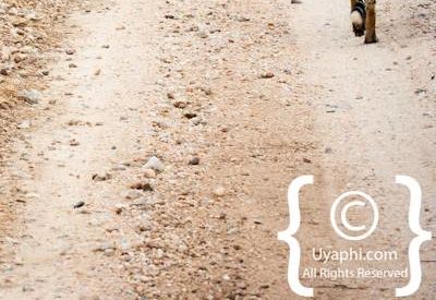 Kruger Park Cheetah Photo Gallery