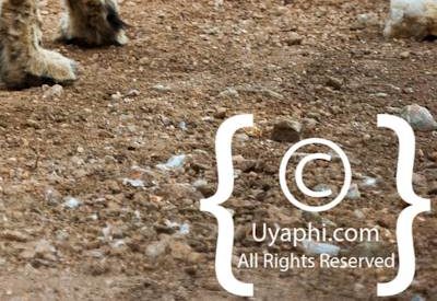 Kruger Park Cheetah Photo Gallery