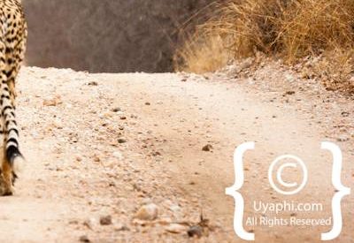 Kruger Park Cheetah Photo Gallery