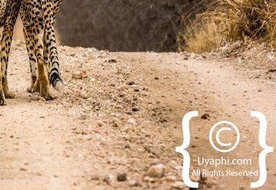 Kruger Park Cheetah Photo Gallery