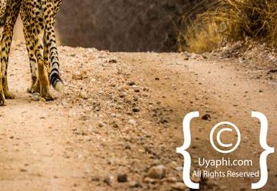 Kruger Park Cheetah Photo Gallery