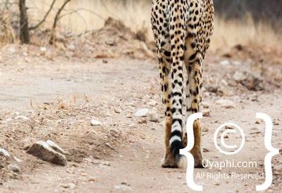 Cheetah Photos in the Kruger