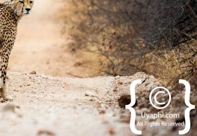 Cheetah Photos in the Kruger