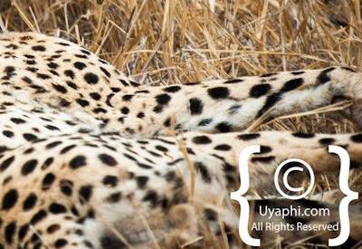 Cheetah Photos in the Kruger