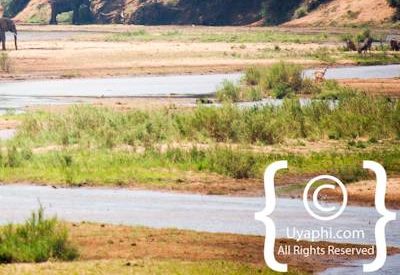 Kruger Park Elephant Photo Gallery