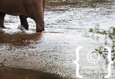 Kruger Park Elephant Photo Gallery