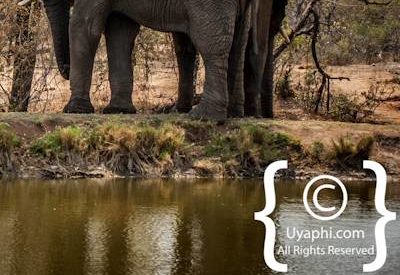 Kruger Park Elephant Photo Gallery
