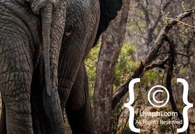 Kruger Park Elephant Photo Gallery