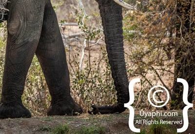 Elephant Photos in the Kruger