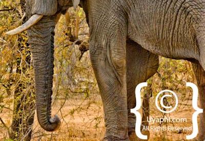 Elephant Photos in the Kruger