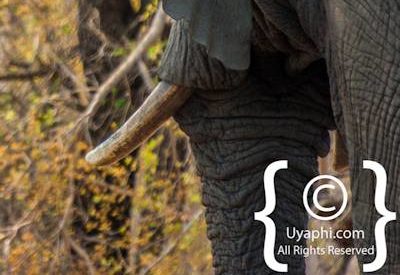 Elephant Photos in the Kruger