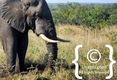 Elephant Photos in the Kruger