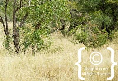 Elephant Photos in the Kruger