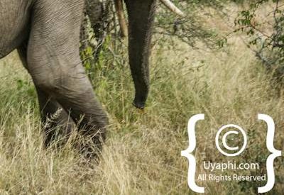 Elephant Photos in the Kruger