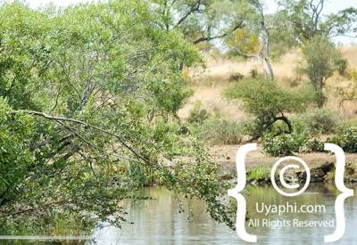 Elephant Photos in the Kruger