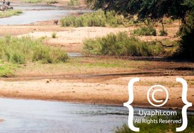 Kruger Park Elephant Photo Gallery