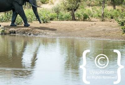 Elephant Photos in the Kruger