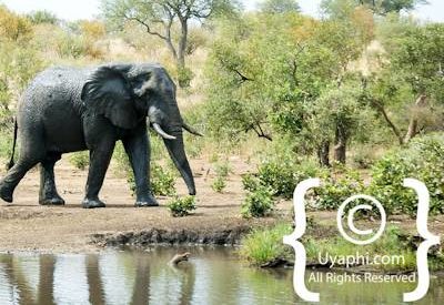 Elephant Photos in the Kruger