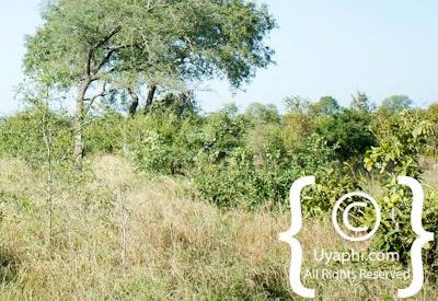 Elephant Photos in the Kruger