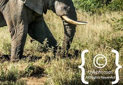 Elephant Photos in the Kruger