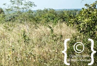 Elephant Photos in the Kruger