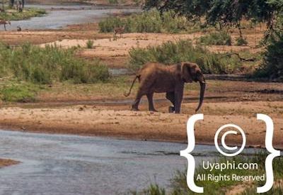 Kruger Park Elephant Photo Gallery