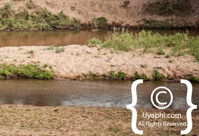 Kruger Park Elephant Photo Gallery