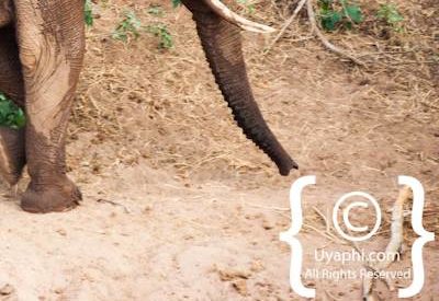 Kruger Park Elephant Photo Gallery