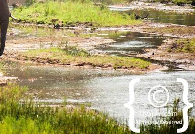 Kruger Park Elephant Photo Gallery
