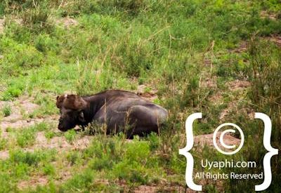 Kruger Park Elephant Photo Gallery