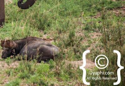 Kruger Park Elephant Photo Gallery