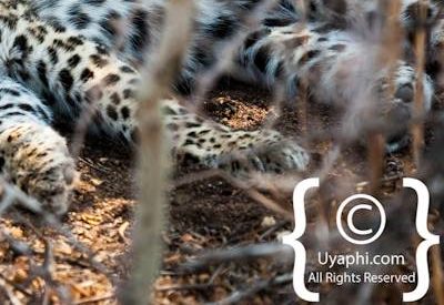 Kruger Park Leopard Photo Gallery