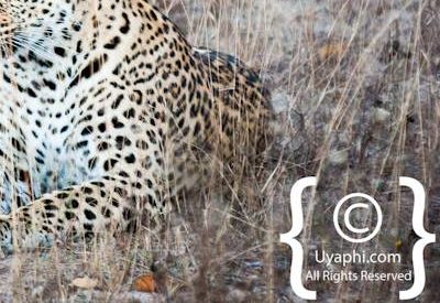 Kruger Park Leopard Photo Gallery
